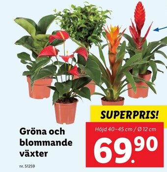 Lidl Gröna och blommande växter erbjuda