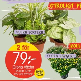 EKO Gröna växter erbjuda