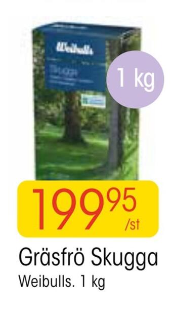 EKO Gräsfrö skugga erbjuda