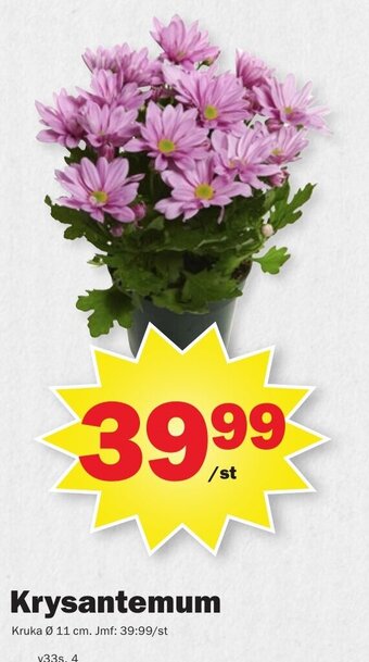 Pekås Krysantemum erbjuda