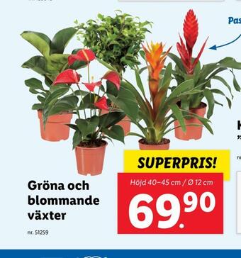 Lidl Gröna och blommande växter erbjuda
