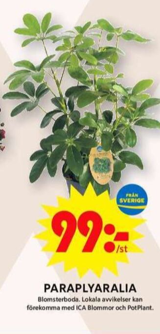 ICA Maxi Blomsterboda plantor erbjuda