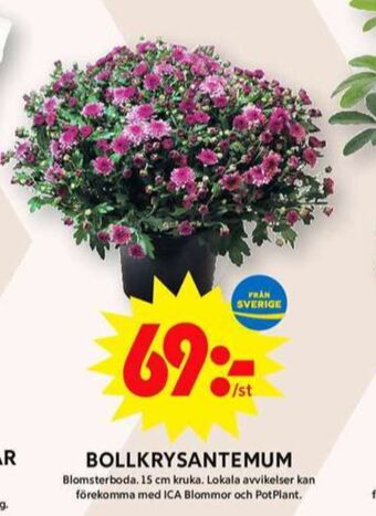 ICA Maxi Blomsterboda plantor erbjuda