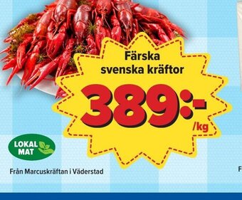 Färska svenska kräftor