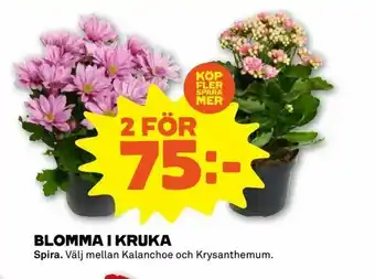 Blomma i kruka