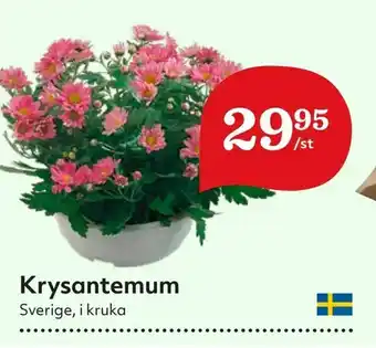 Krysantemum