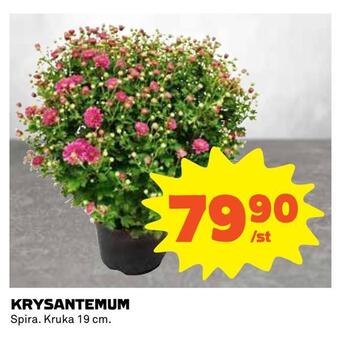Coop Extra Krysantemum erbjuda