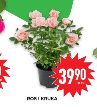 Willys Hemma Ros i kruka erbjuda