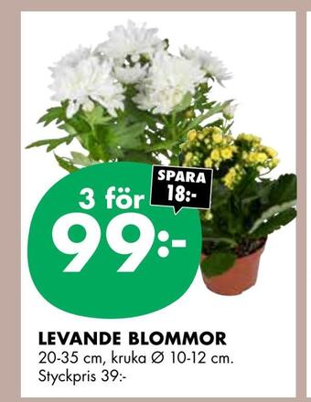 ÖoB Levande blommor erbjuda