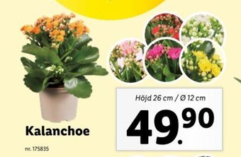 Lidl Kalanchoe erbjuda