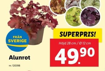 Lidl Alunrot erbjuda