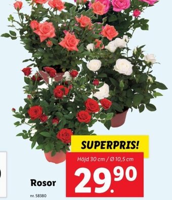 Lidl Rosor erbjuda