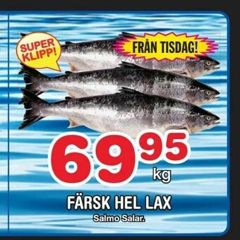 Nya Pulsen Färsk hel lax erbjuda