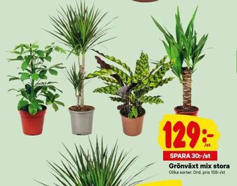 City Gross Grönväxt mix stora erbjuda