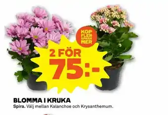 Stora Coop Blomma i kruka erbjuda