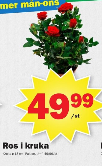Pekås Ros i kruka erbjuda