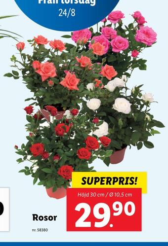 Lidl Rosor erbjuda