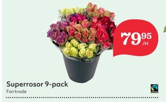Moyca blommor