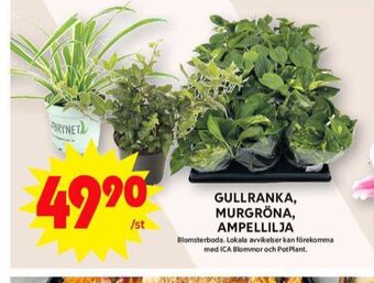 ICA Maxi Blomsterboda plantor erbjuda