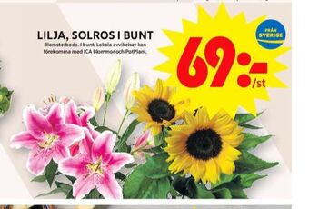 ICA Maxi Blomsterboda blommor erbjuda