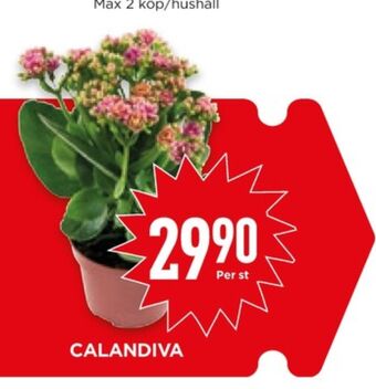 Willys Hemma Garant krukväxt erbjuda