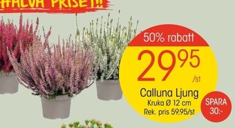 EKO Calluna Ljung Kruka Ø 12 cm erbjuda