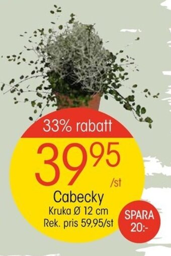 EKO Cabecky Kruka Ø 12 cm erbjuda