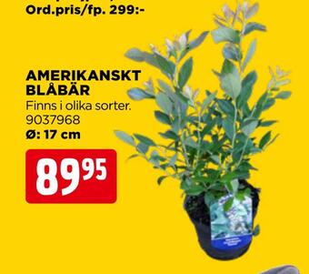 Amerikanskt blåbär