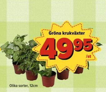 Östenssons Garant krukväxt erbjuda