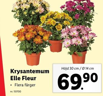 Lidl Krysantemum Elle Fleur erbjuda