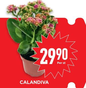 Willys Hemma Calandiva erbjuda