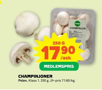 Champinjoner