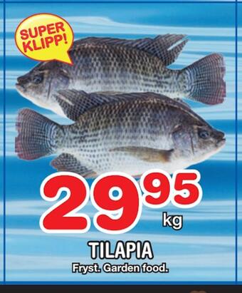 Nya Pulsen Tilapia erbjuda