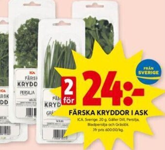 FÄRSKA KRYDDOR I ASK