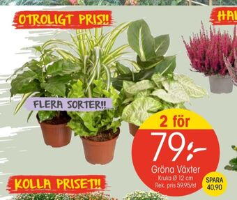 EKO Green giant krukväxt erbjuda
