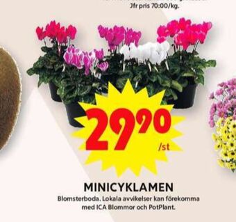 ICA Maxi Blomsterboda krukväxt erbjuda