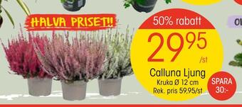 EKO Calluna ljung erbjuda