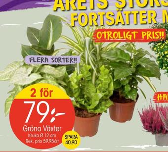 EKO Gröna växter erbjuda
