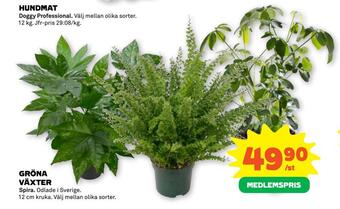 Gröna växter