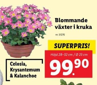 Lidl Blommande växter i kruka erbjuda