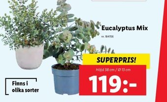 Lidl Eucalyptus Mix erbjuda