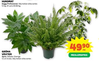 Stora Coop Gröna växter erbjuda