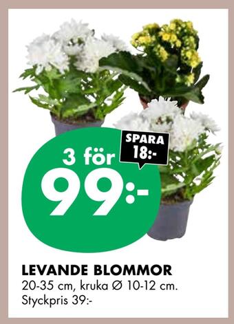ÖoB Levande blommor erbjuda