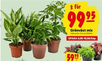 City Gross Grönväxt mix erbjuda