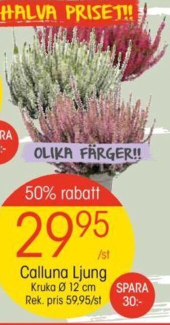 EKO Calluna Ljung erbjuda