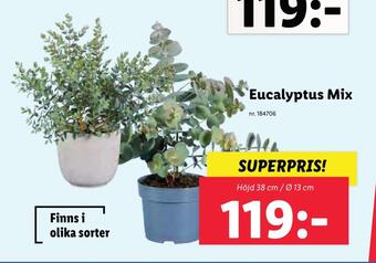 Lidl Eucalyptus mix erbjuda