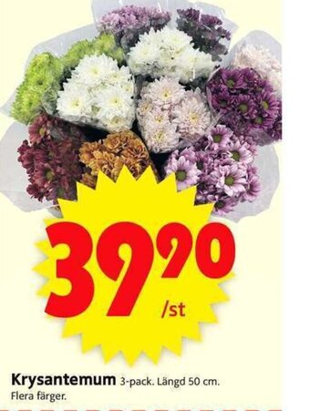 Krysantemum
