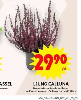 ICA Maxi Blomsterboda plantor erbjuda