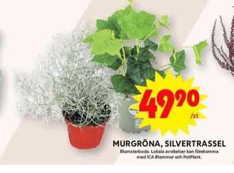 ICA Maxi Blomsterboda plantor erbjuda