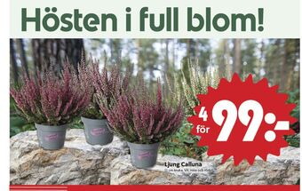 ICA Nära Ica plantor erbjuda